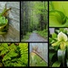 Green Collage by calm