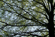 22nd Apr 2015 - Branches Stretching 