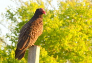 22nd Apr 2015 - Buzzard