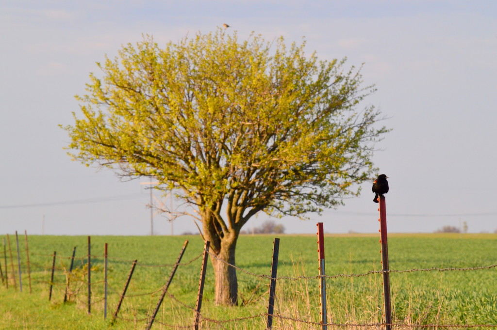 Red-Winged Blackbird, Tree, Fence, & Meadowlark by kareenking