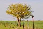 22nd Apr 2015 - Red-Winged Blackbird, Tree, Fence, & Meadowlark