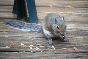 22nd Apr 2015 - Backyard Squirrel