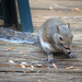 Backyard Squirrel by dsp2