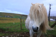 23rd Apr 2015 - Shetland Pony