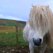 Shetland Pony by lifeat60degrees