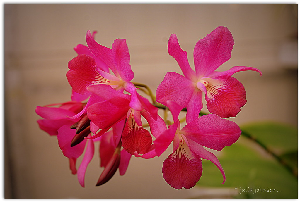 Orchids.. by julzmaioro