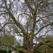 Large tree at Audley End by jeff