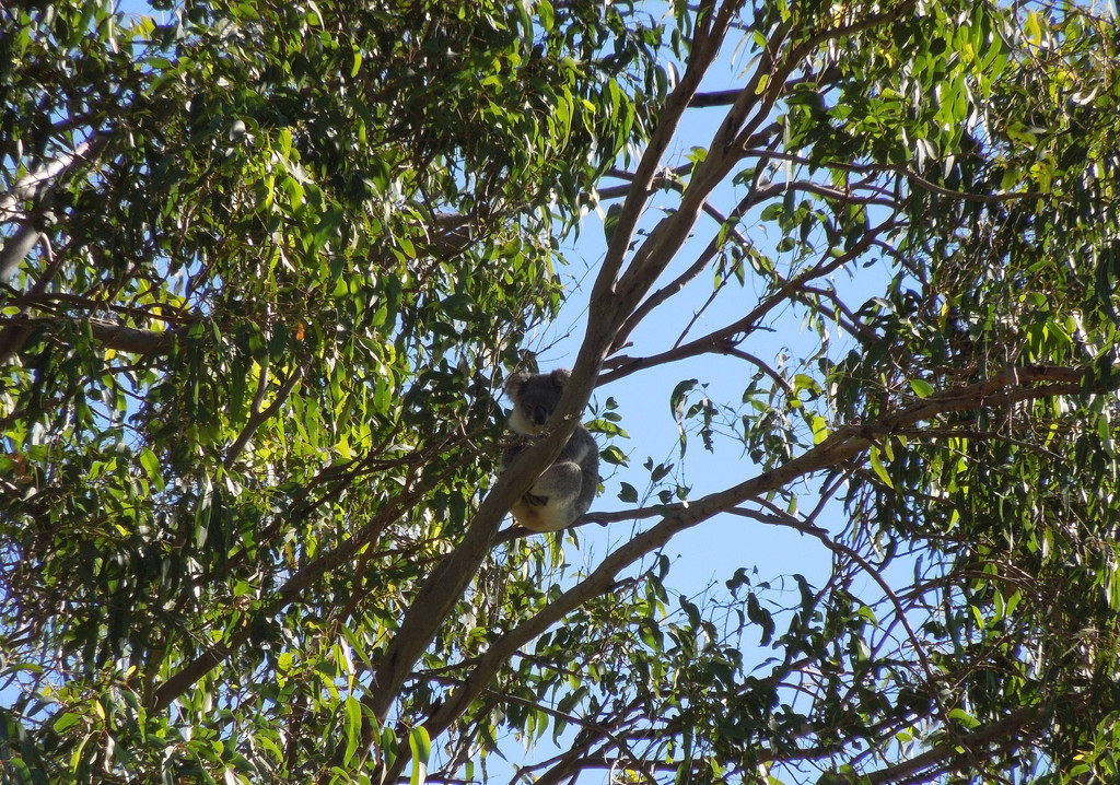 Sittin pretty by koalagardens
