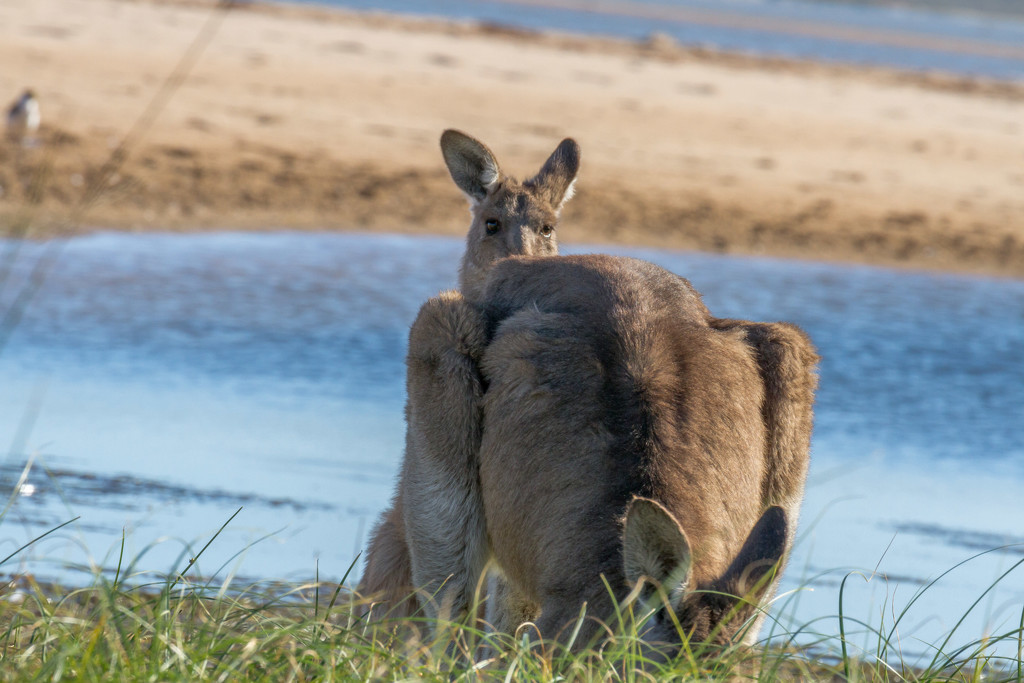 "Peek-a-Boo" or "Skippy the Beach Kangaroo" by pusspup