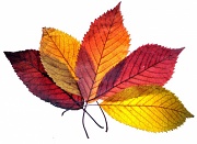 8th Nov 2010 - Autumn hues