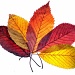 Autumn hues by blightygal