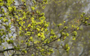 21st Apr 2015 - Trees are turning green