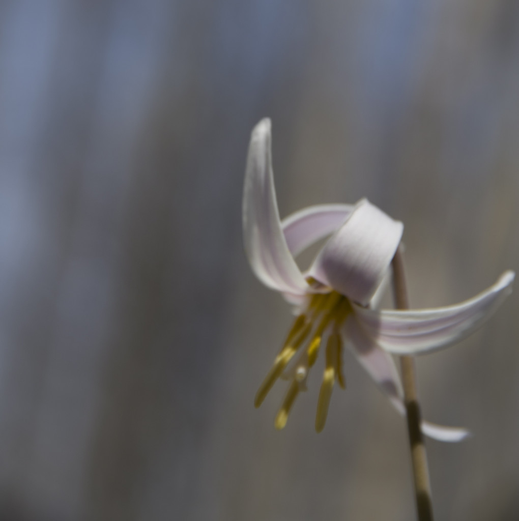 Trout Lily by houser934