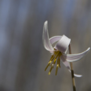 19th Apr 2015 - Trout Lily