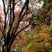 Shades of Autumn by kiwinanna