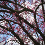 22nd Apr 2015 - The Red Bud Trees