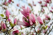 22nd Apr 2015 - Magnolia Tree in Bloom