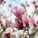 Magnolia Tree in Bloom by kerosene