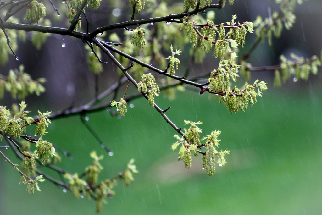 New growth in the rain by mittens
