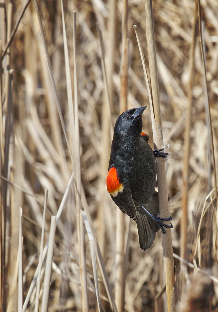 Blackbird in the Reeds by gardencat