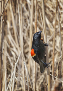 23rd Apr 2015 - Blackbird in the Reeds