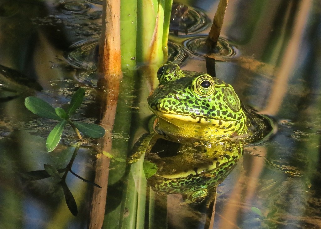 Frog in the Gator Pond by rob257