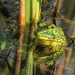 Frog in the Gator Pond by rob257