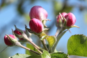 23rd Apr 2015 - Emerging apple blossom