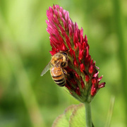 23rd Apr 2015 - Red clover, red clover