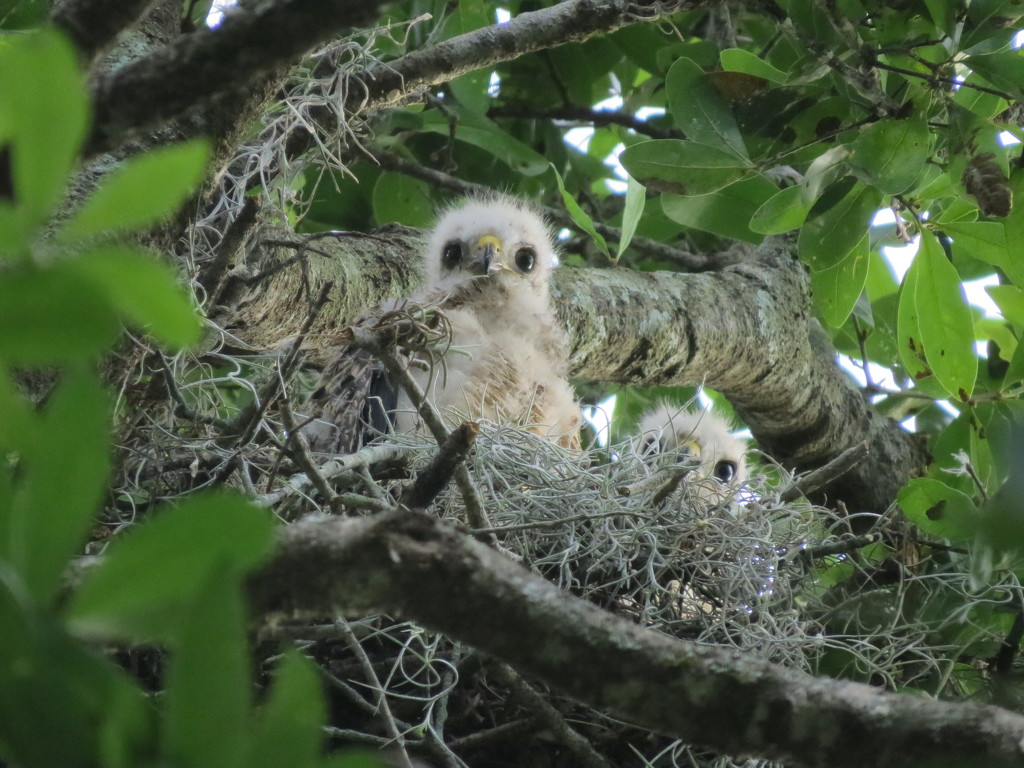 Red Shouldered Hawk Chicks by rob257