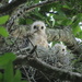 Red Shouldered Hawk Chicks by rob257