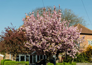 23rd Apr 2015 - Cherry Blossom