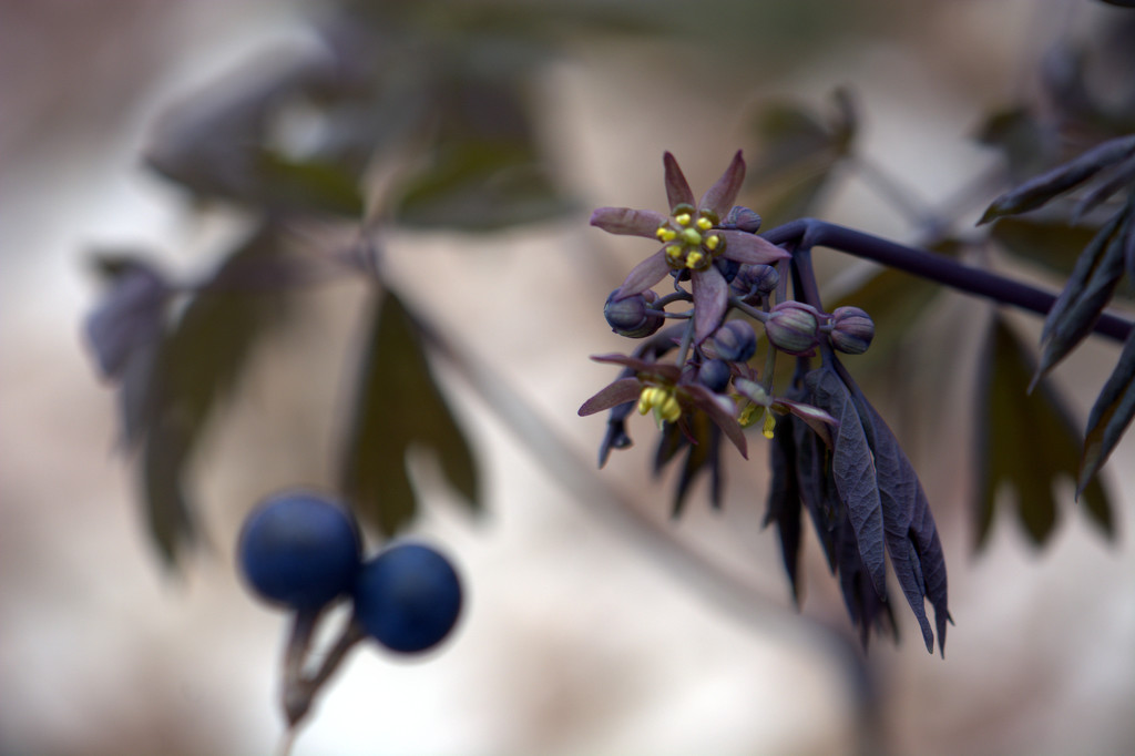Blue Cohosh by jayberg
