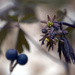 Blue Cohosh by jayberg