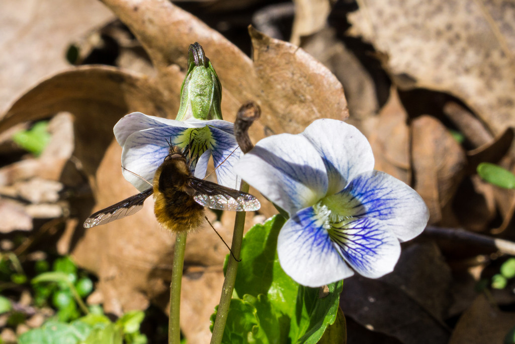 Sweet White Violet with Bee by rminer