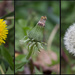 Dandelion Study by lindasees