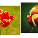 2 Tulips by jack4john