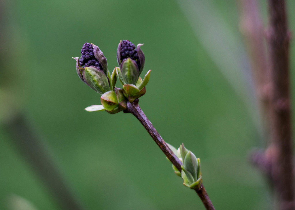 Lilacs getting buds by meemakelley