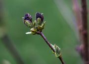 23rd Apr 2015 - Lilacs getting buds