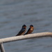 Cute Swallow Pair by markandlinda