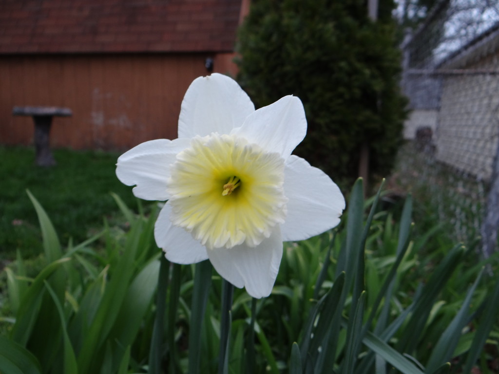 My Favorite Daffodil by brillomick