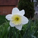 My Favorite Daffodil by brillomick