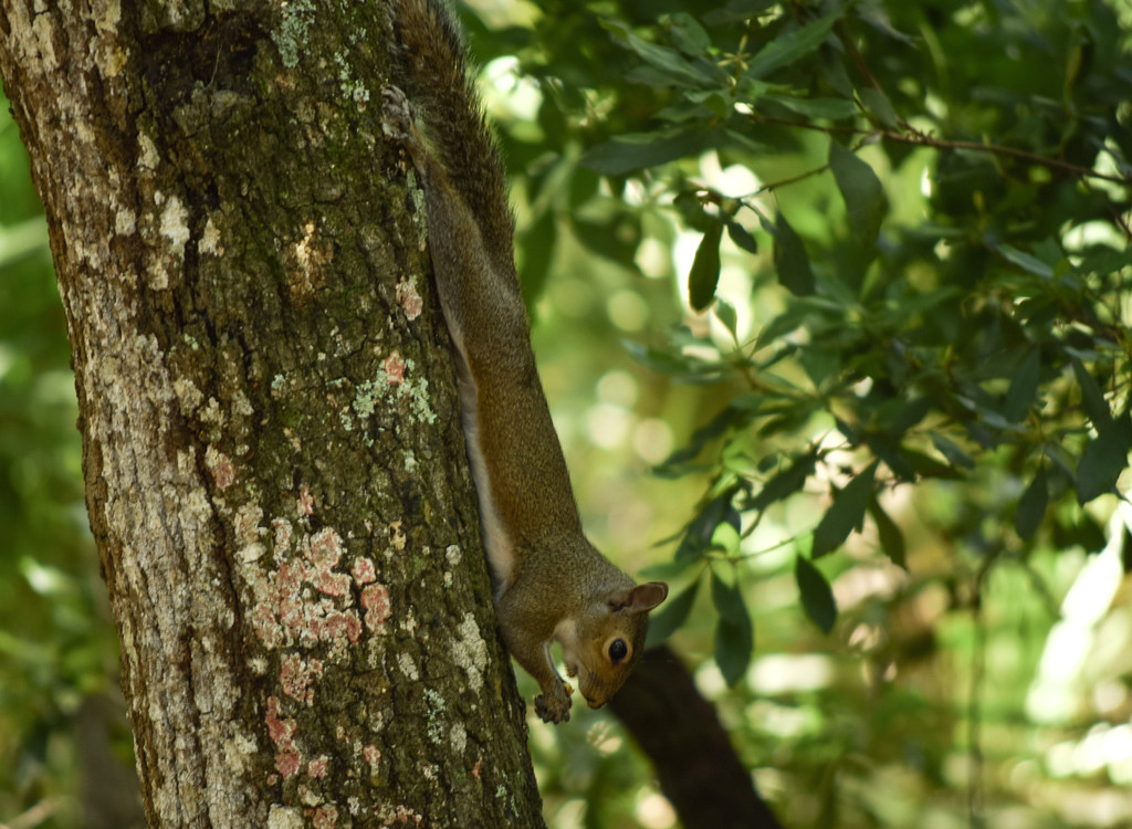 Hanging Squirrel by rickster549