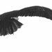 Vulture Volitation by kareenking