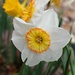Different Daffodils by harbie