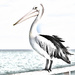 Pelican sketch by flyrobin