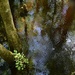 Four Holes Swamp, Dorchester County, SC by congaree