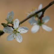 24th Apr 2015 - Blossom