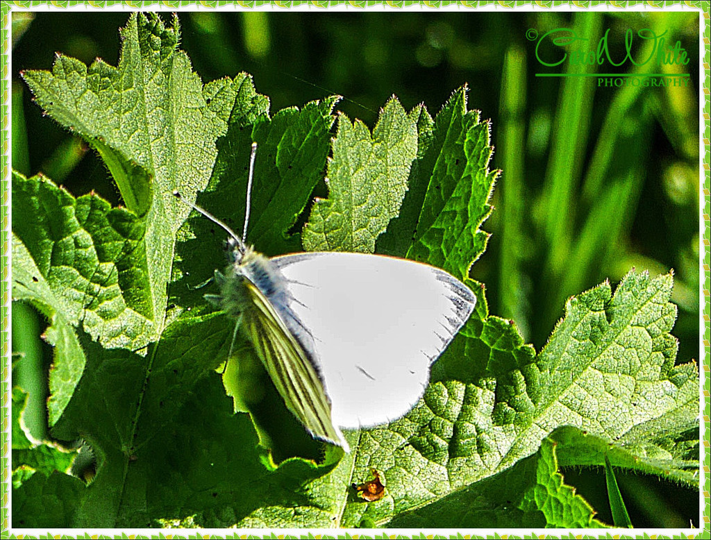 "Small White"Butterfly by carolmw