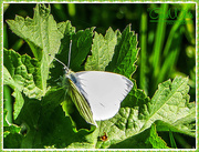 24th Apr 2015 - "Small White"Butterfly